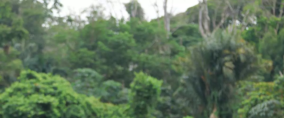 Paysandu encerra preparação para o Parazão sob elogios de Júnior Rocha - Imagem do artigo